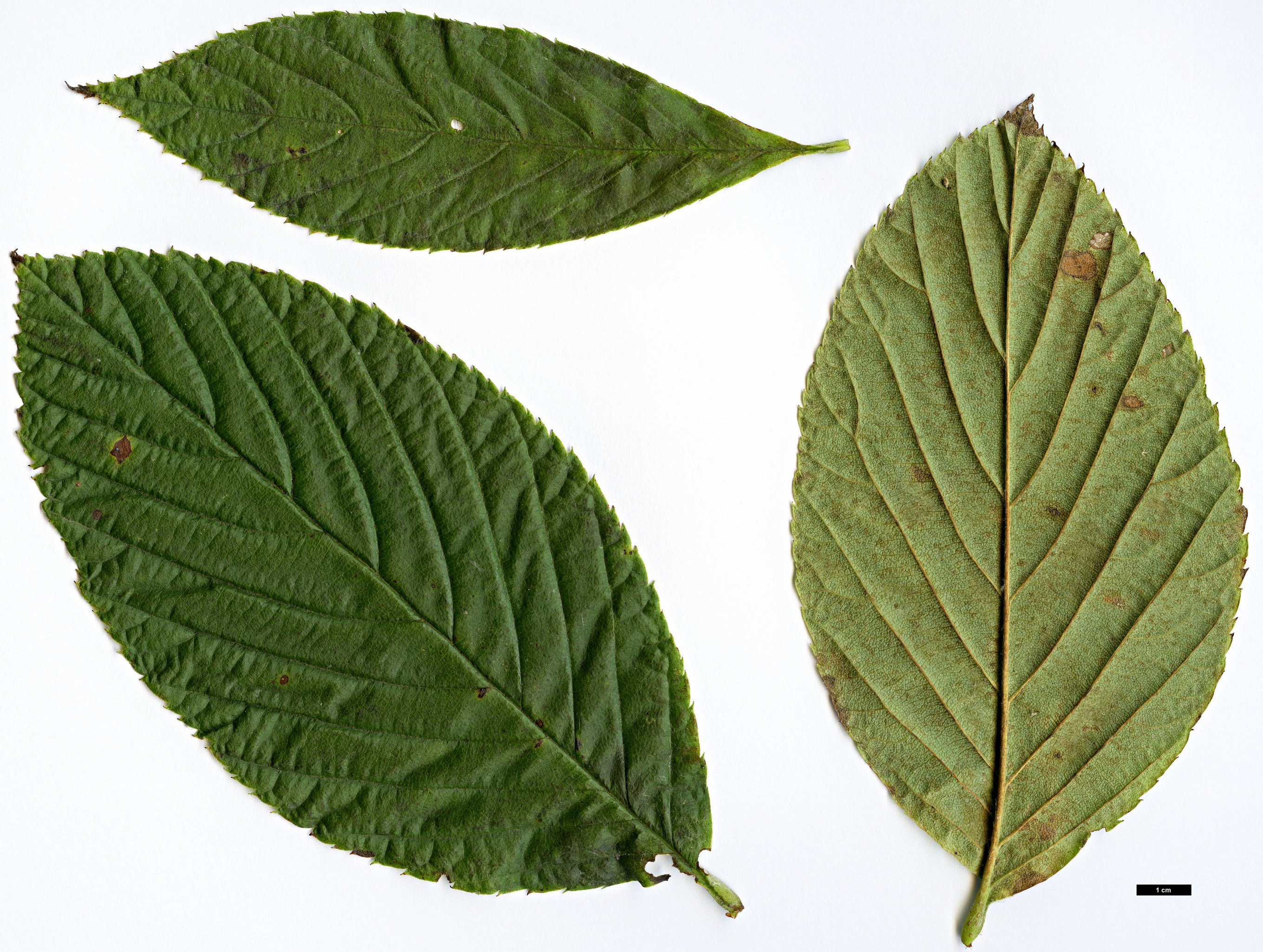 High resolution image: Family: Rosaceae - Genus: Sorbus - Taxon: wardii